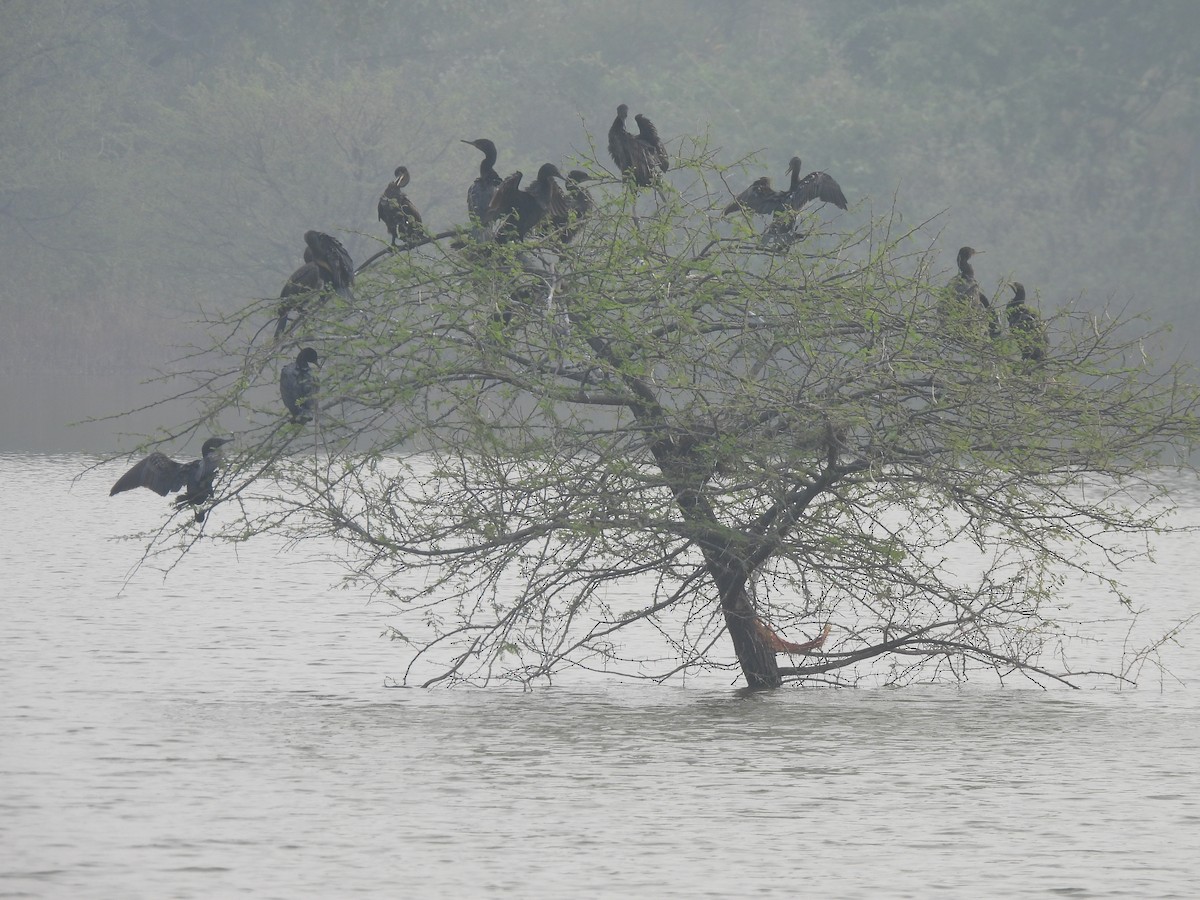Little Cormorant - ML645978928