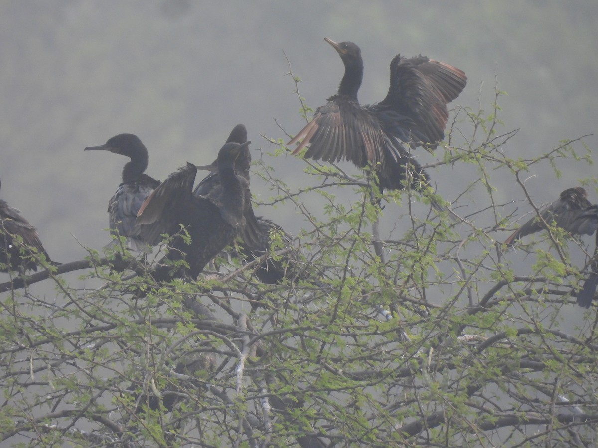 Little Cormorant - ML645978929