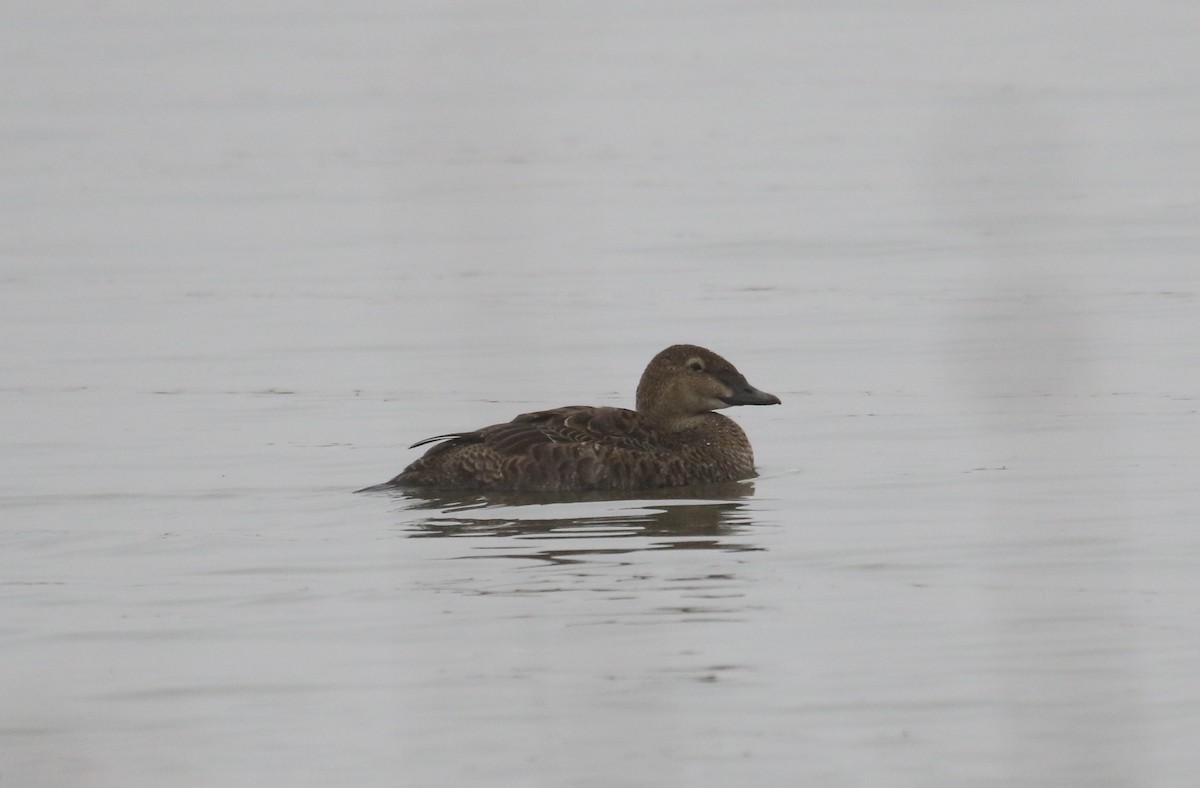 King Eider - ML645978940
