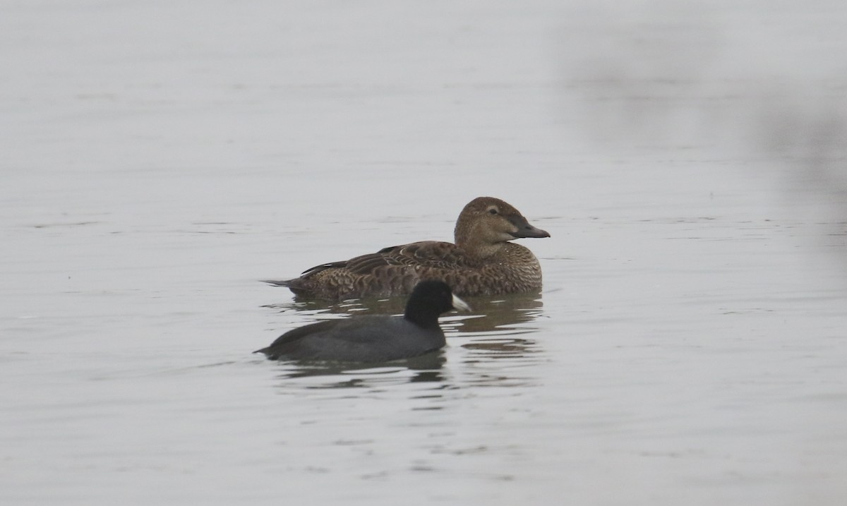King Eider - ML645978941