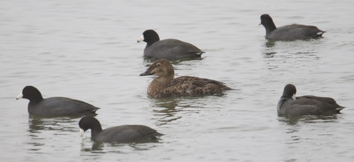 King Eider - ML645978942