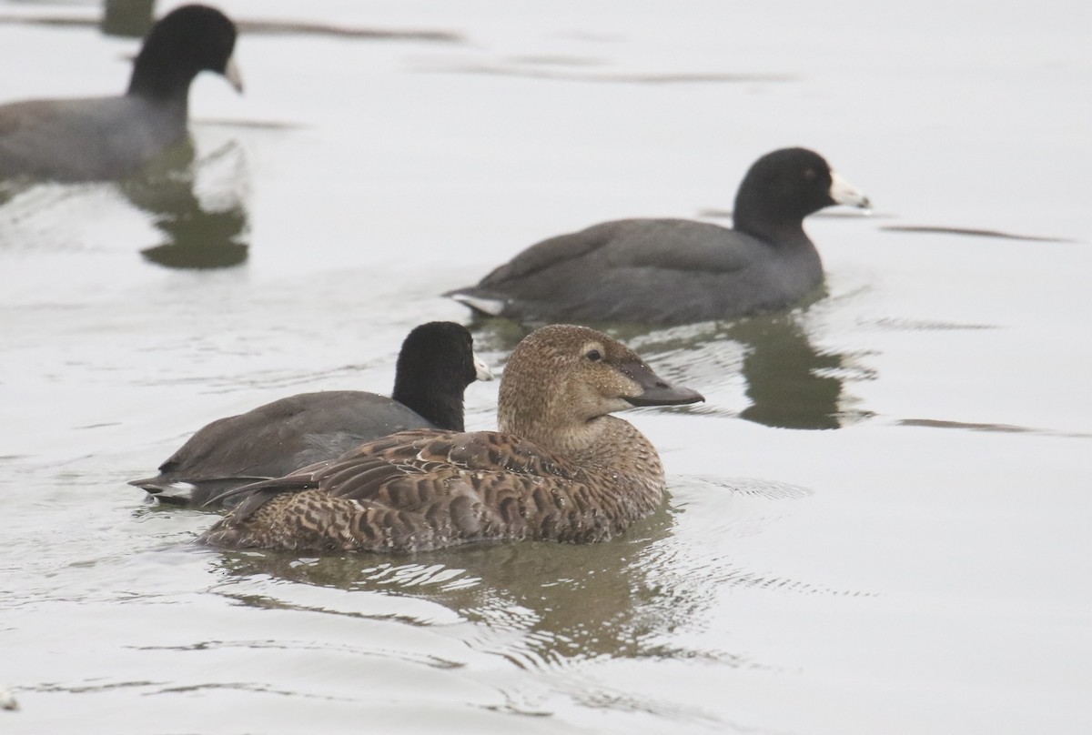 King Eider - ML645978943