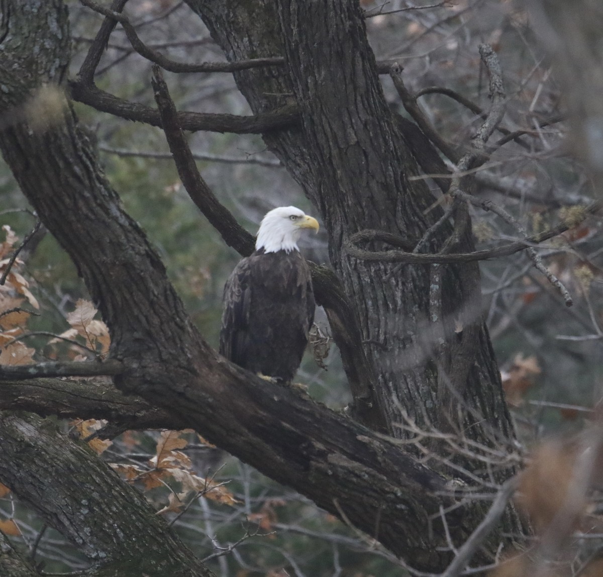 Bald Eagle - ML645978948