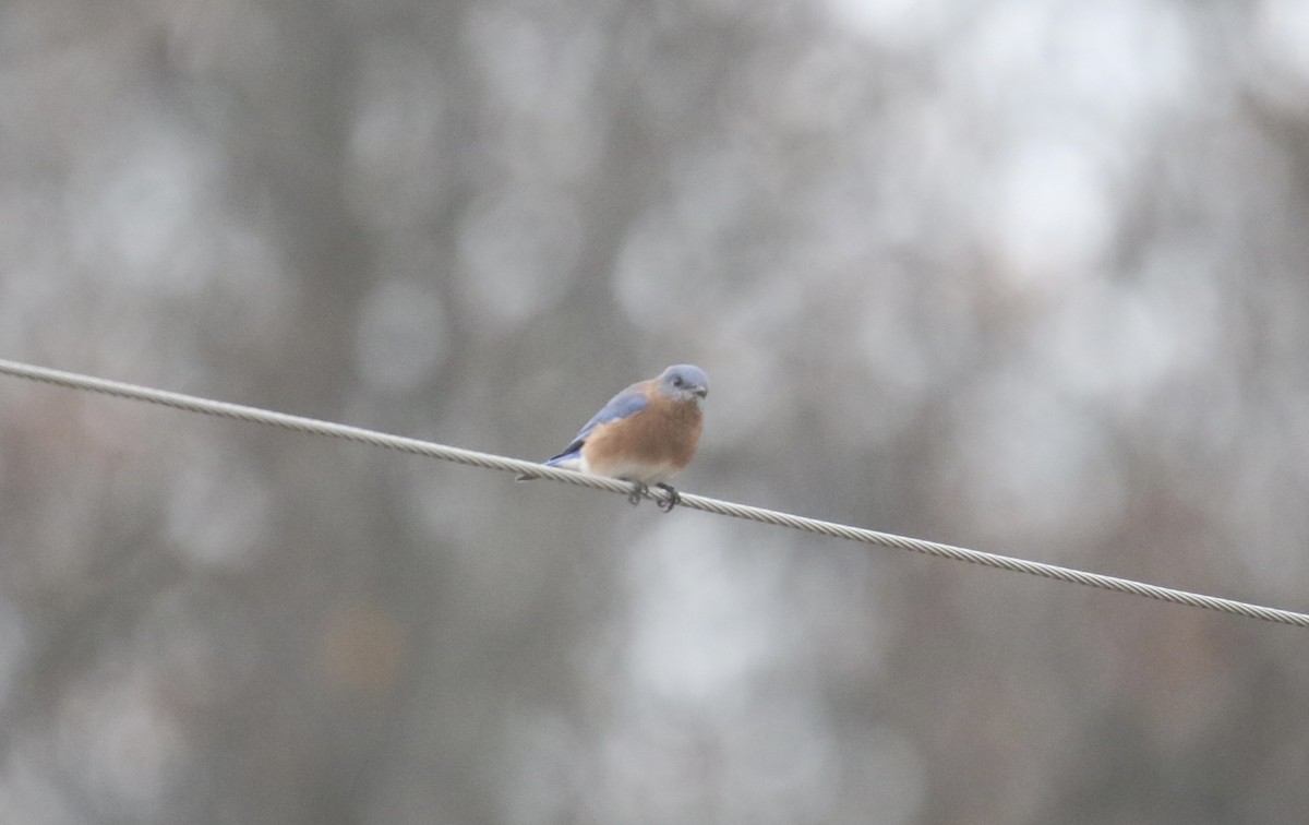 Eastern Bluebird - ML645978949