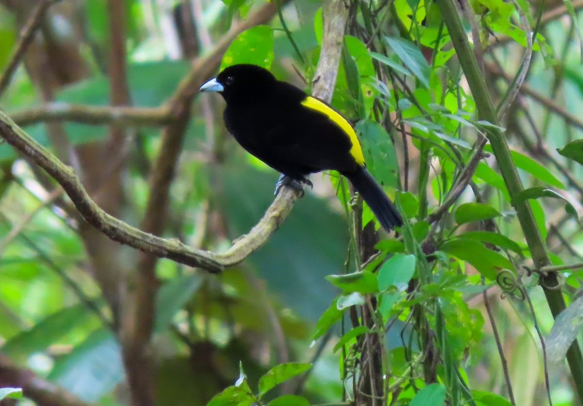 Feuerbürzeltangare - ML645978950