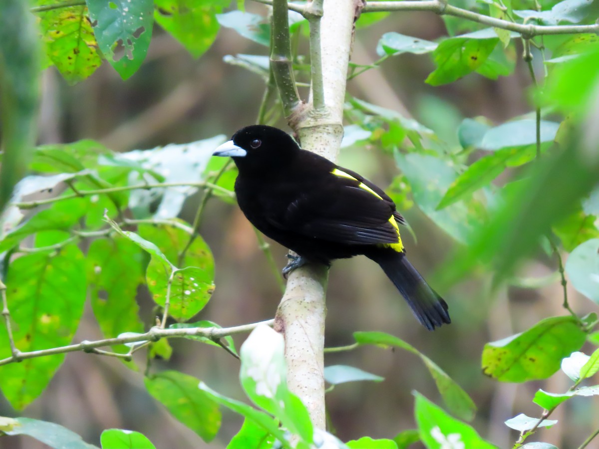 Feuerbürzeltangare - ML645978951