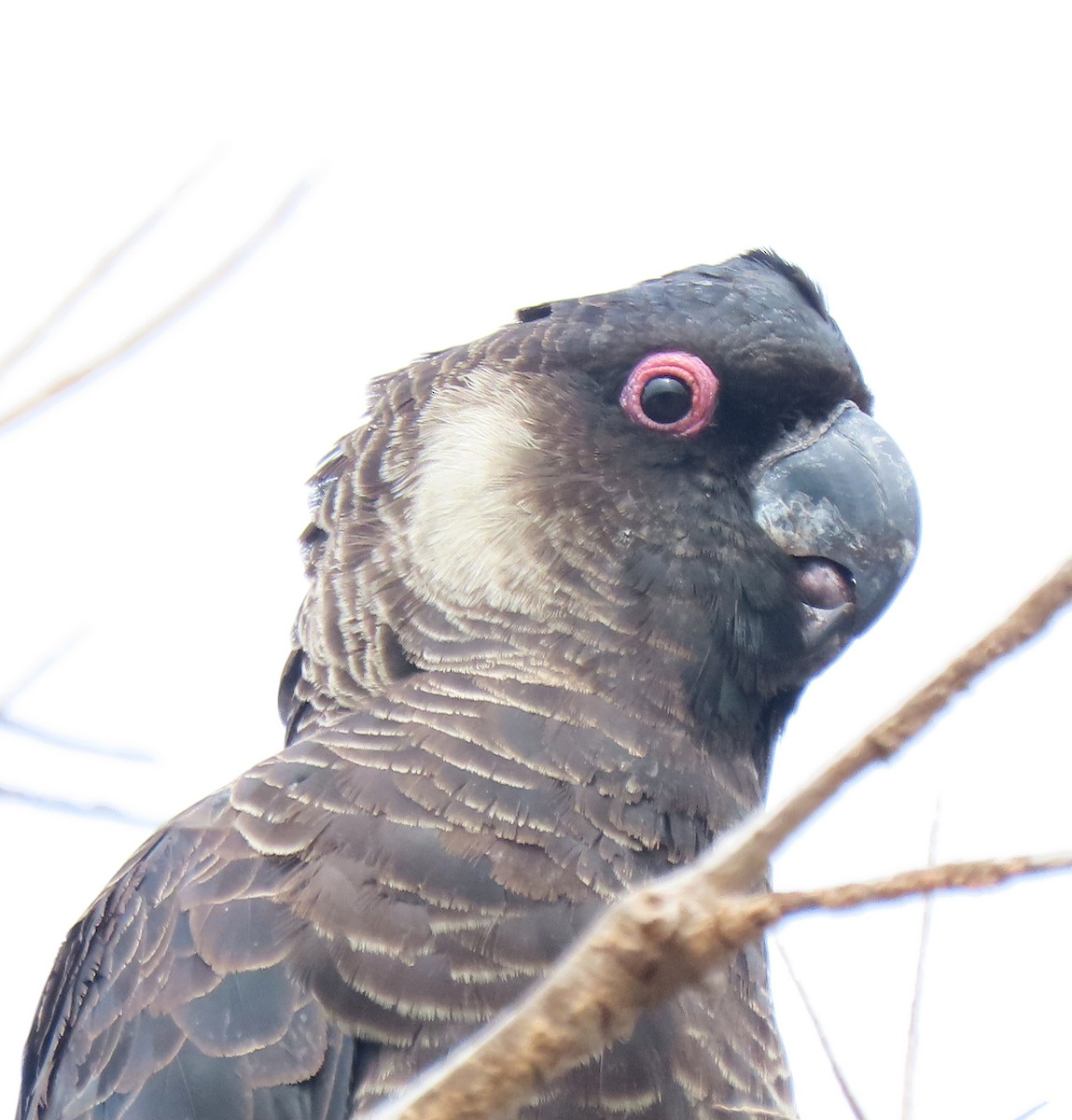 Weißschwanz-Rabenkakadu - ML645978954