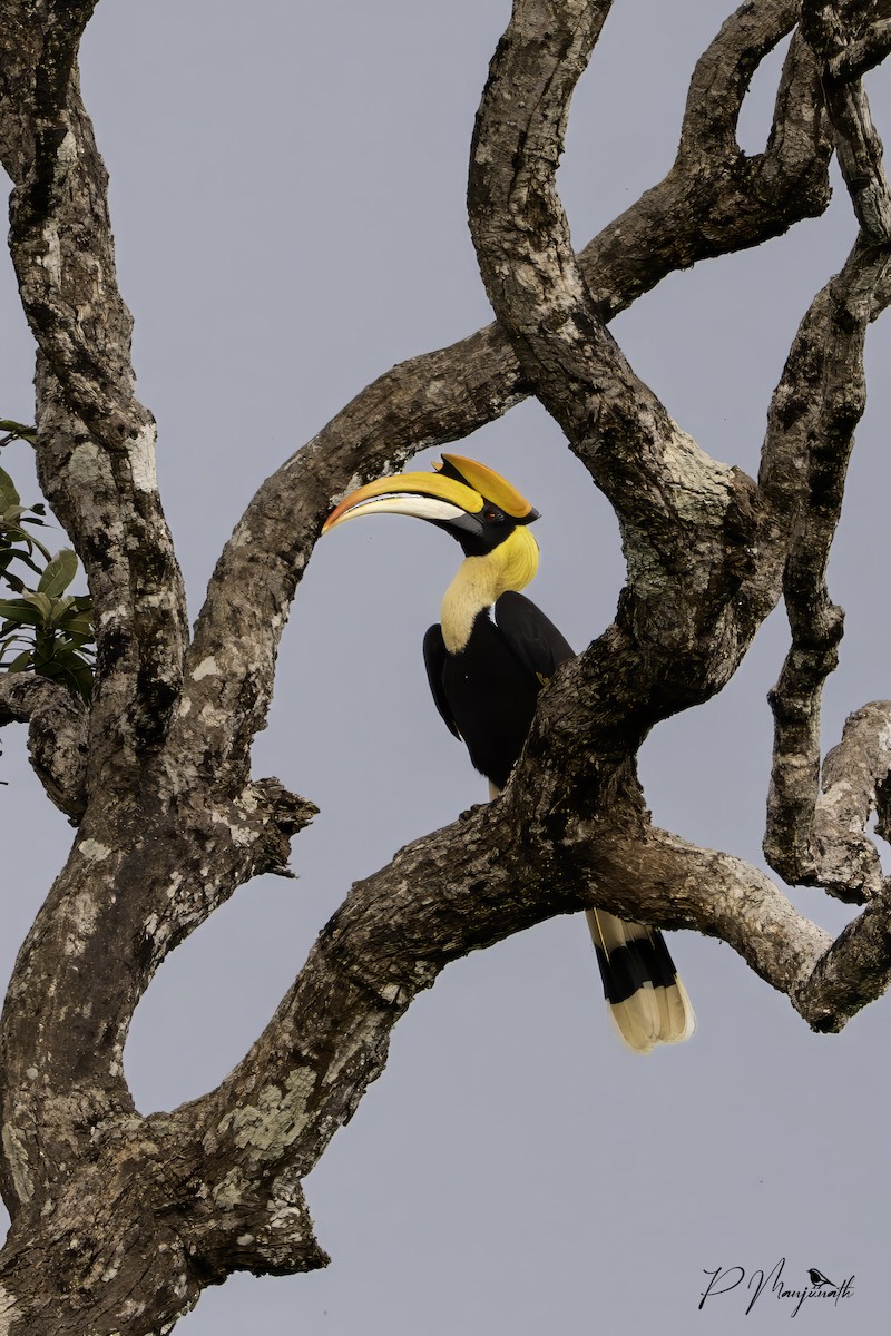 Great Hornbill - ML645978955