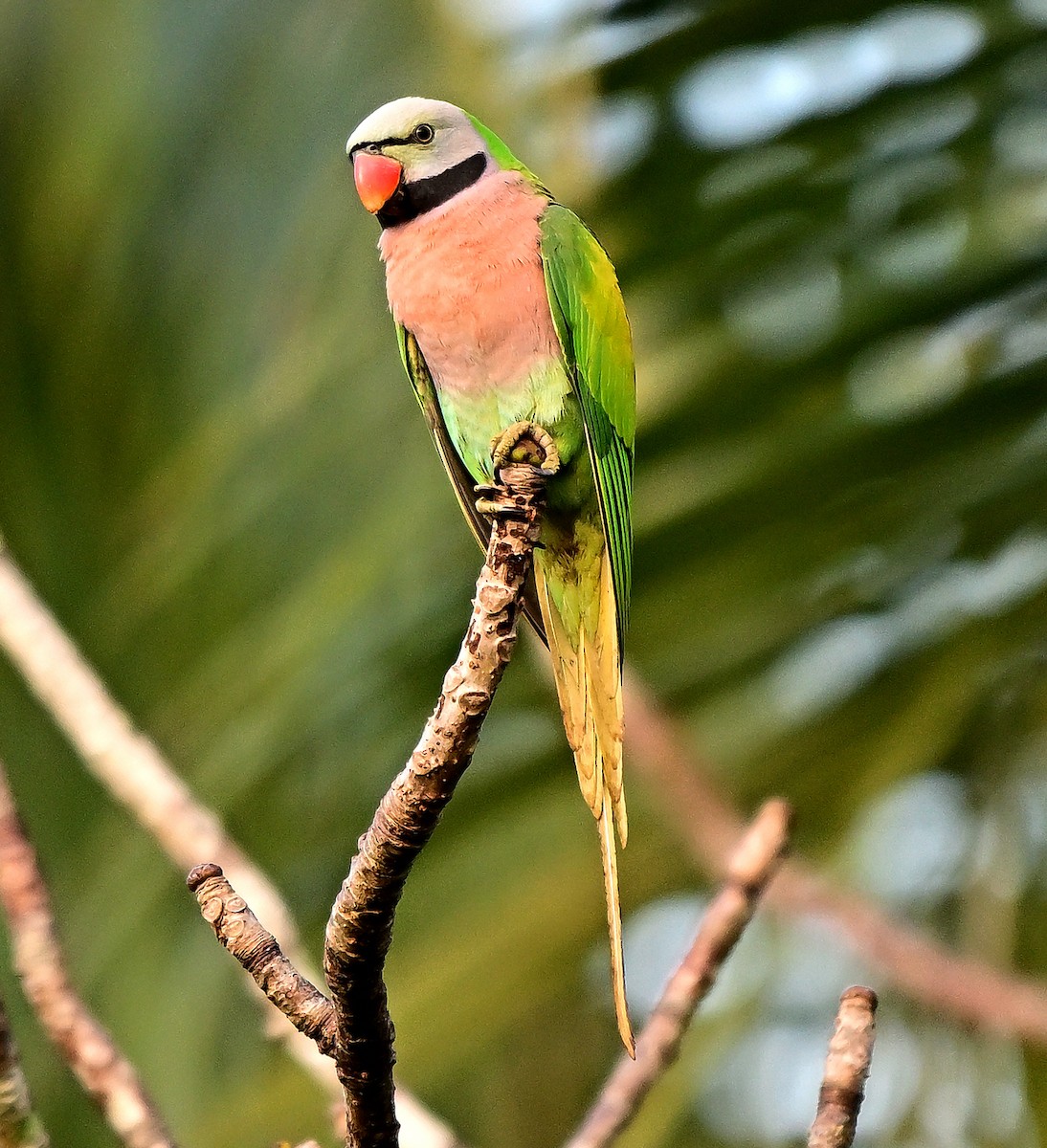 Bartsittich - ML645978957