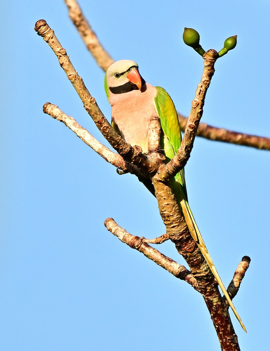 Bartsittich - ML645978958