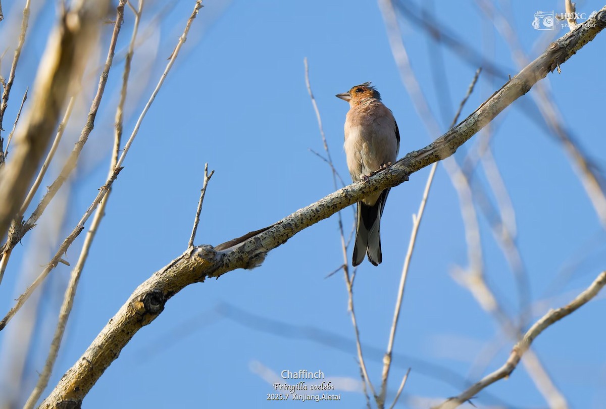 Buchfink - ML645978959