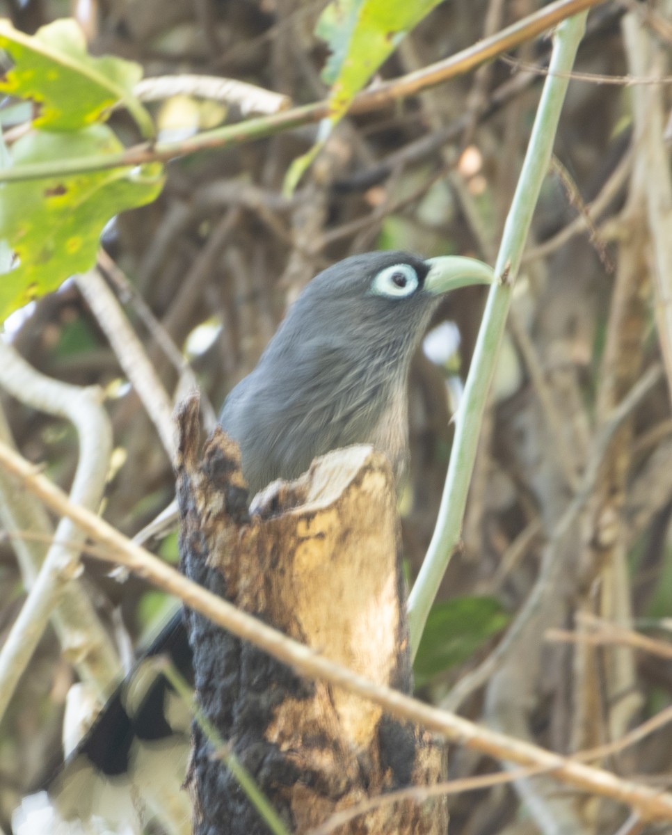 Blauringkuckuck - ML645978960