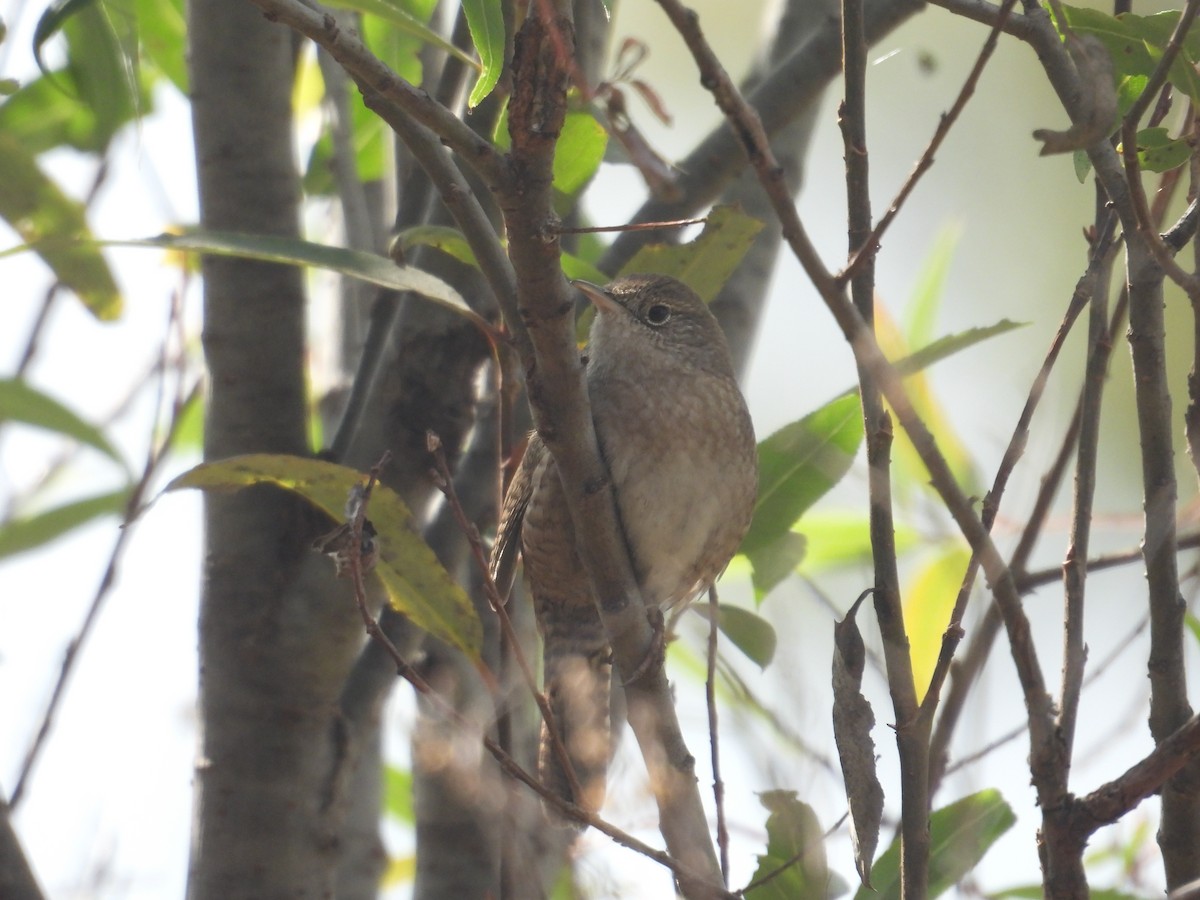 Hauszaunkönig - ML645978961