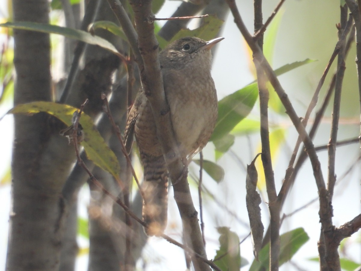 Hauszaunkönig - ML645978962