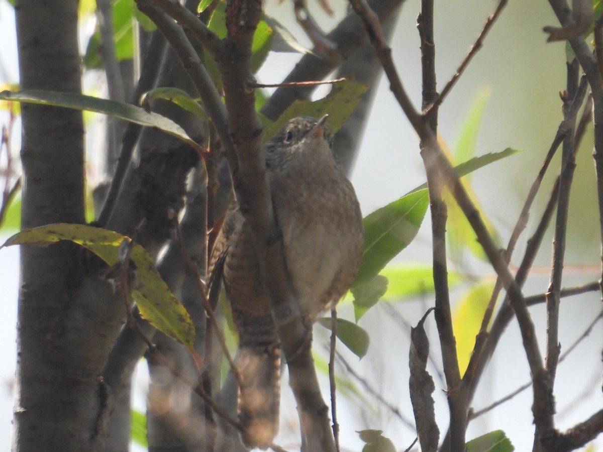 Hauszaunkönig - ML645978963