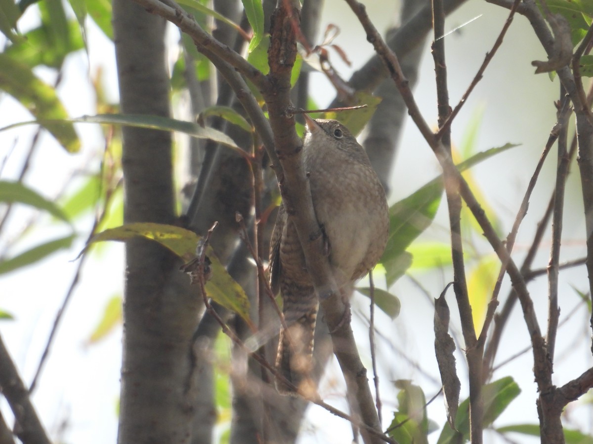 Hauszaunkönig - ML645978964