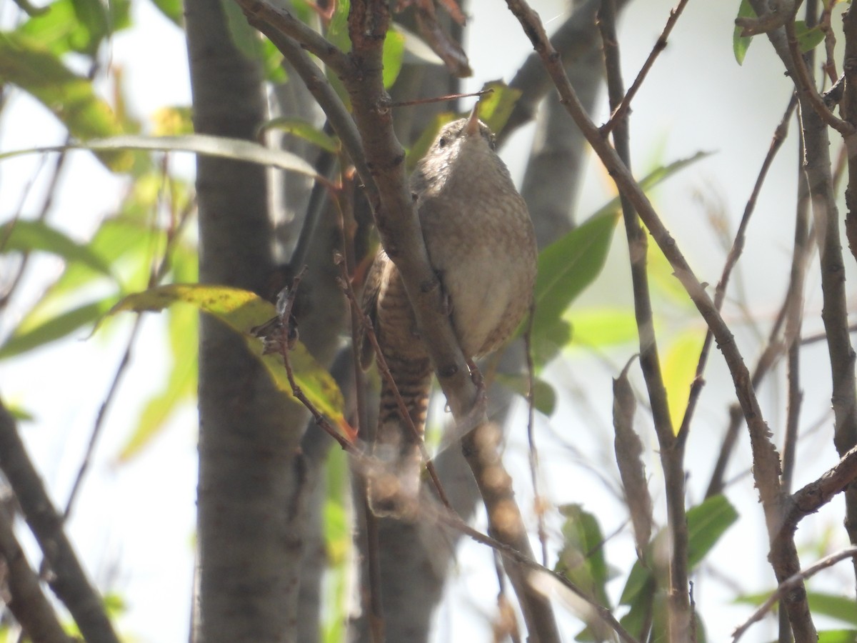 Hauszaunkönig - ML645978965