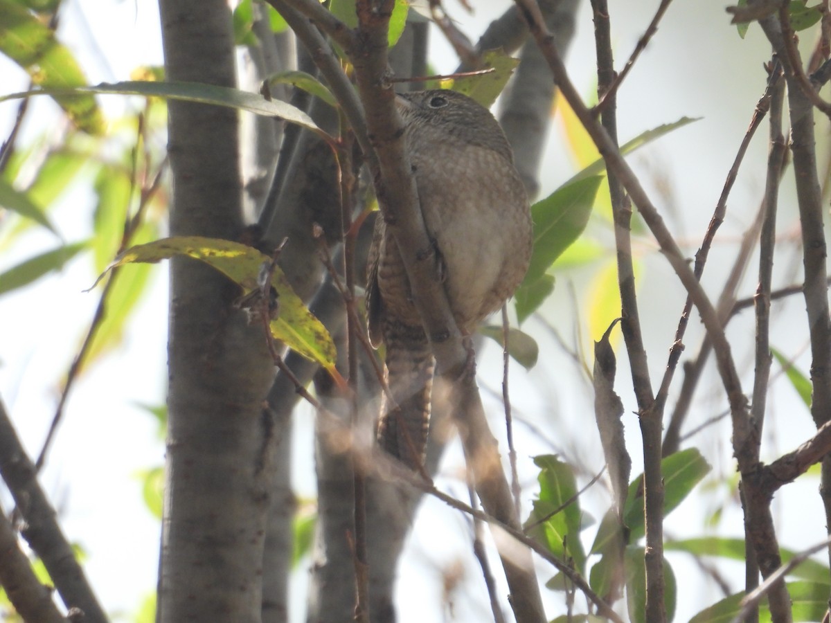 Hauszaunkönig - ML645978967