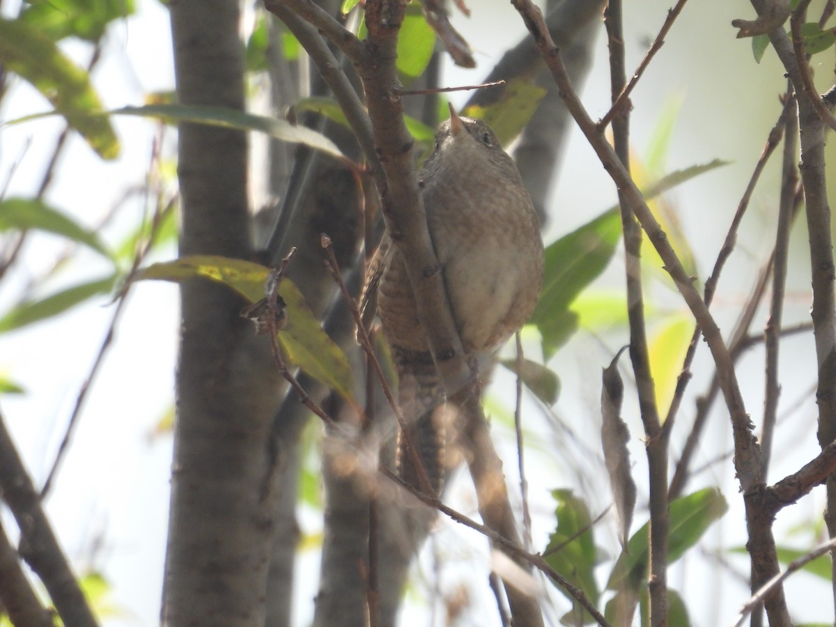 Hauszaunkönig - ML645978968