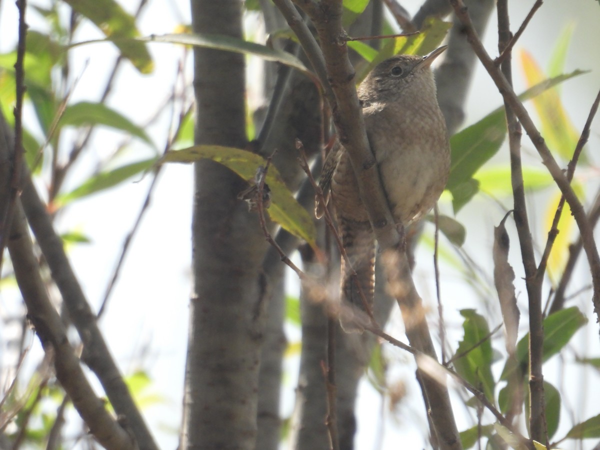 Hauszaunkönig - ML645978969