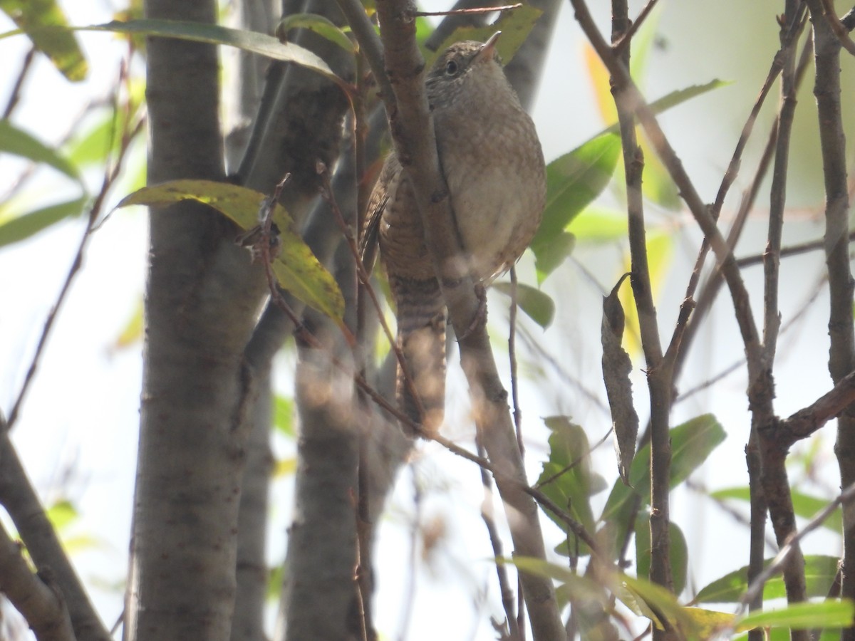 Hauszaunkönig - ML645978970