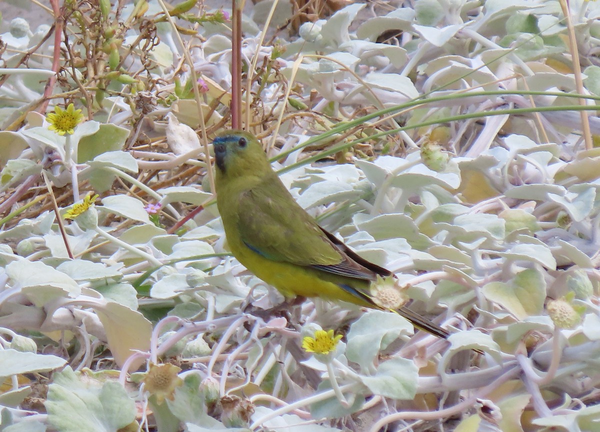 Klippensittich - ML645978971