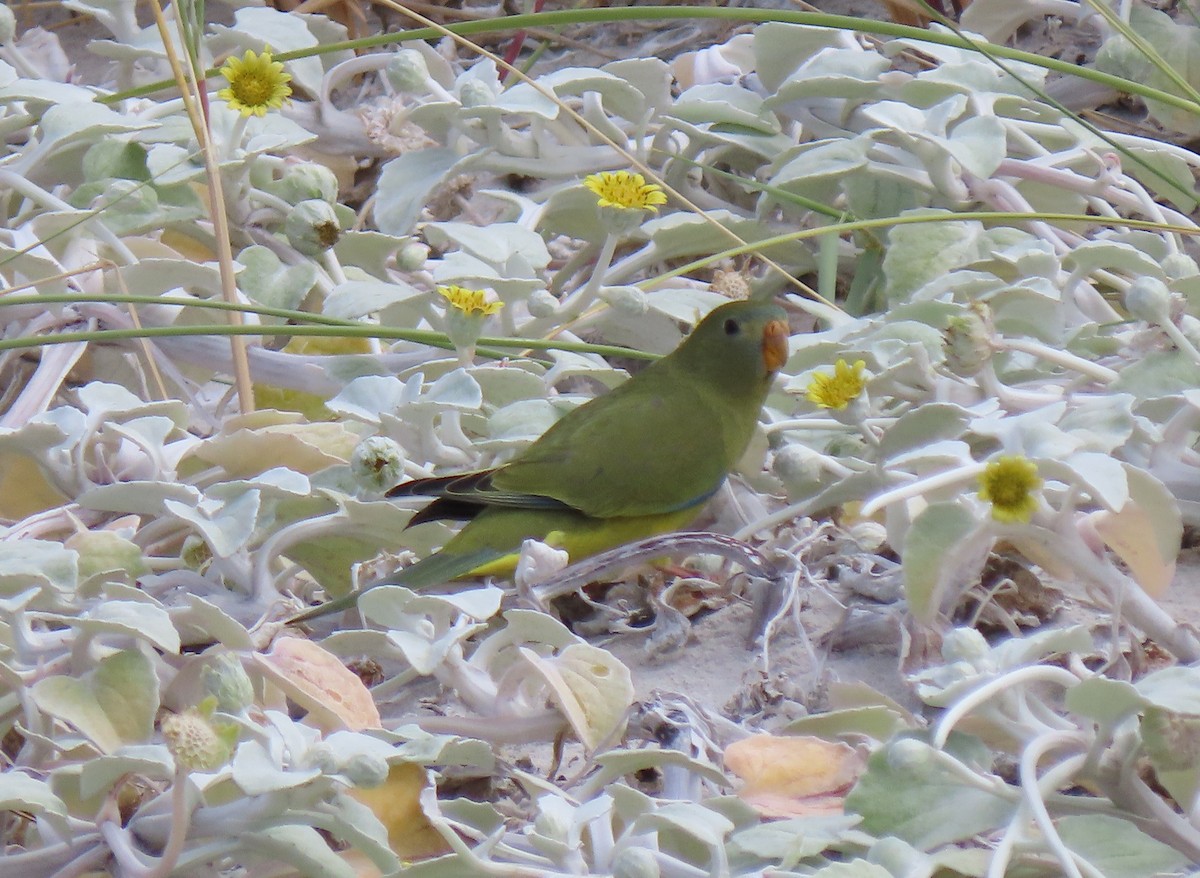 Klippensittich - ML645978972