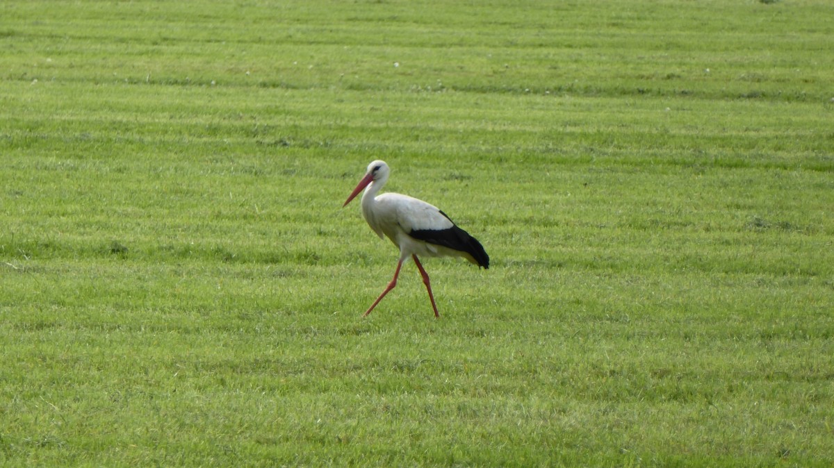 Weißstorch - ML645978973