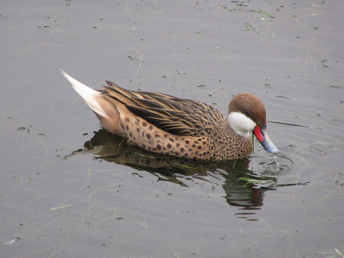 Bahamaente - ML645978975