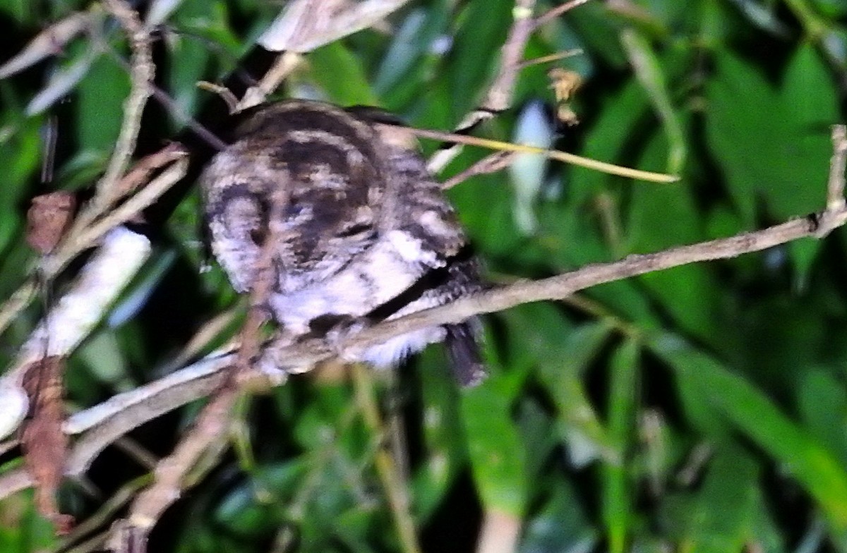 Halsband-Zwergohreule - ML645978976