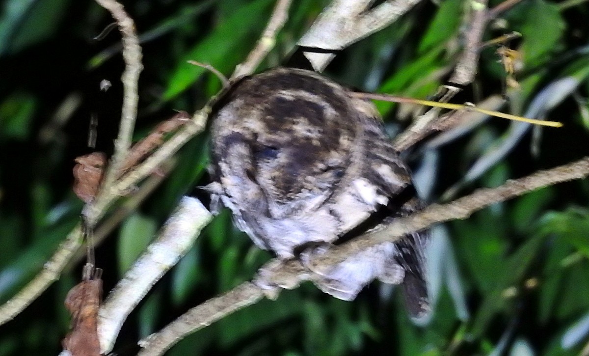 Halsband-Zwergohreule - ML645978977