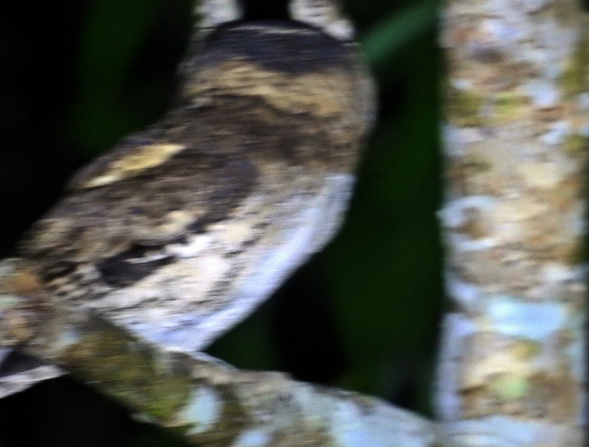 Halsband-Zwergohreule - ML645978978