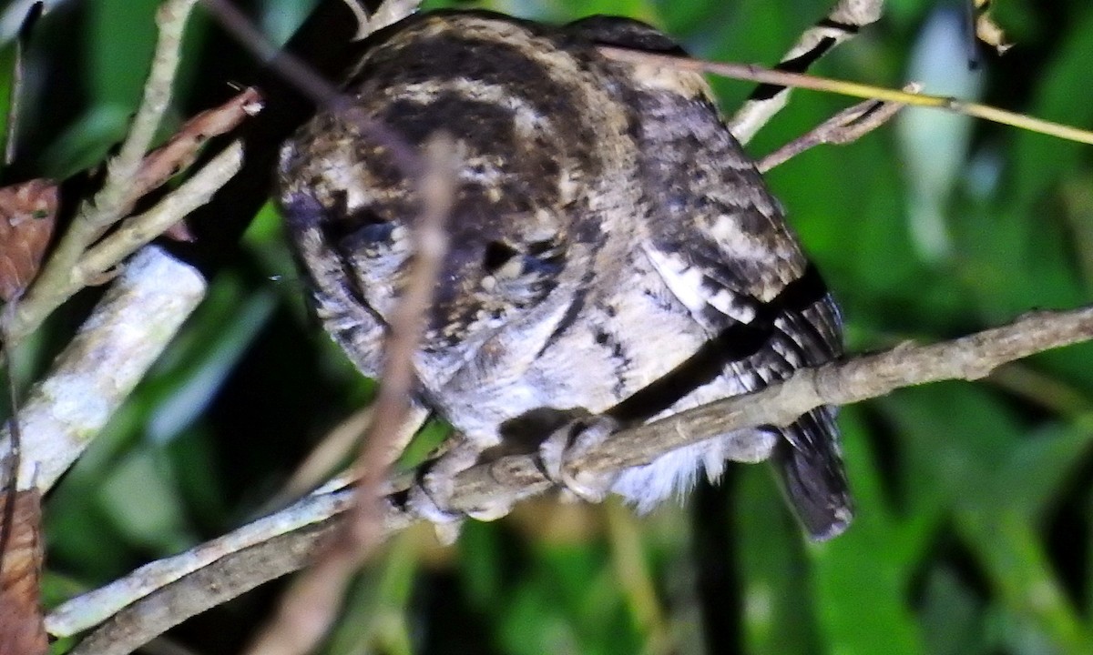 Halsband-Zwergohreule - ML645978979