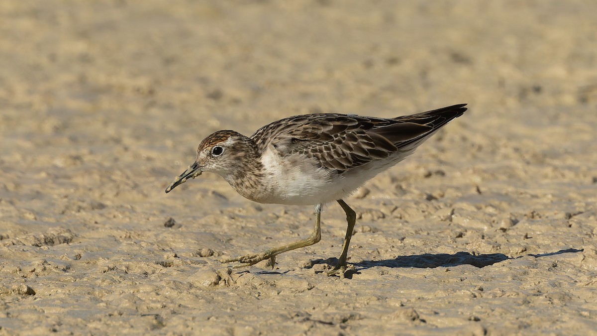 Spitzschwanz-Strandläufer - ML645978980