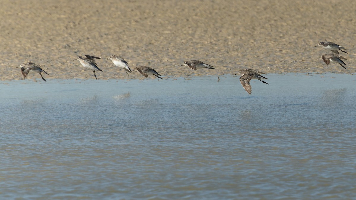 Spitzschwanz-Strandläufer - ML645978981