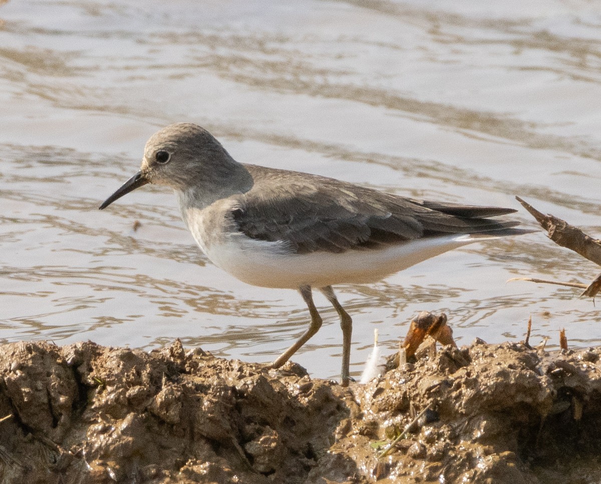Temminck's Stint - ML645978992
