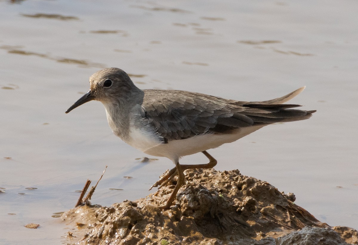 Temminck's Stint - ML645978995
