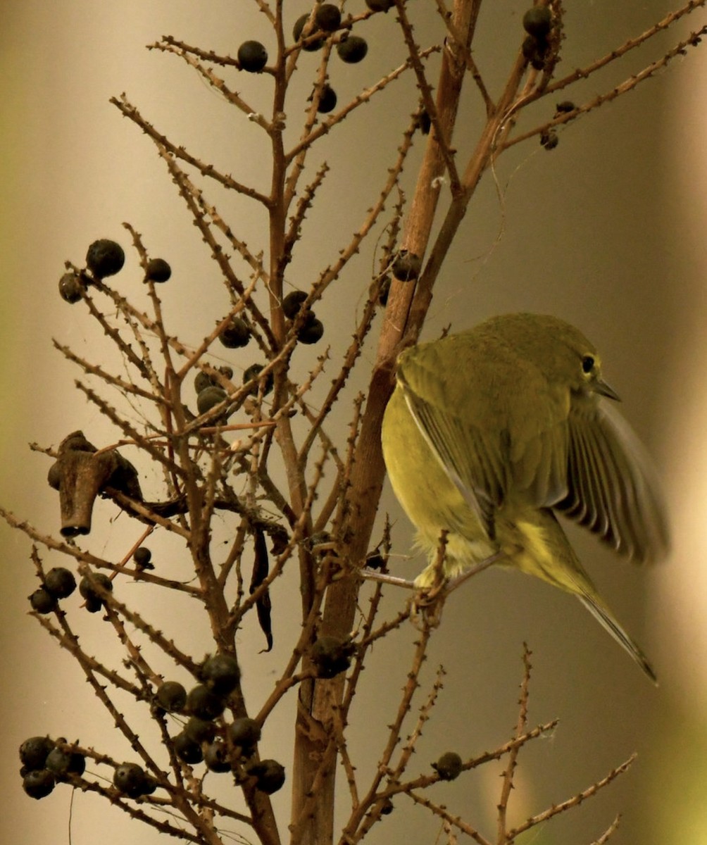 Reinita Coroninaranja - ML645979002