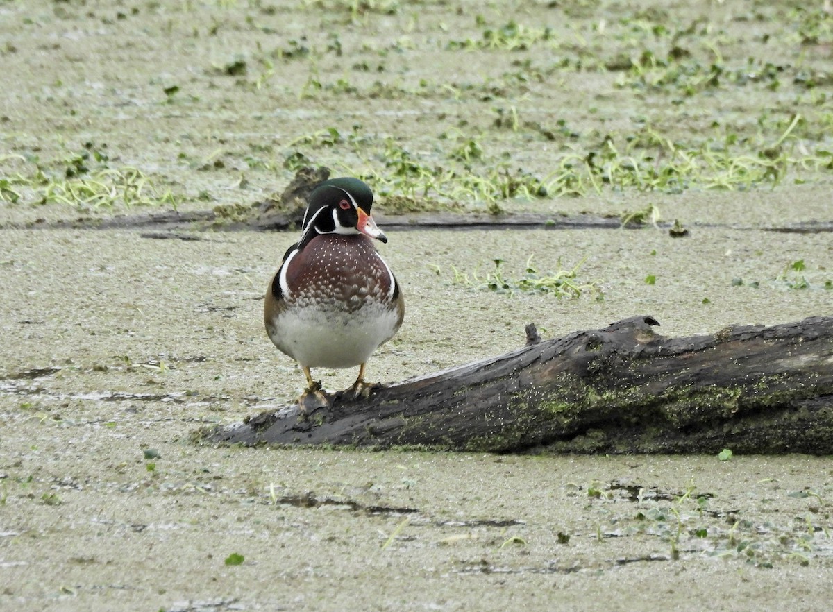 kachnička karolínská - ML645979003