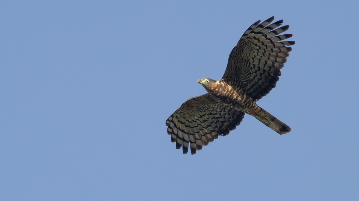 Hook-billed Kite - ML645979004