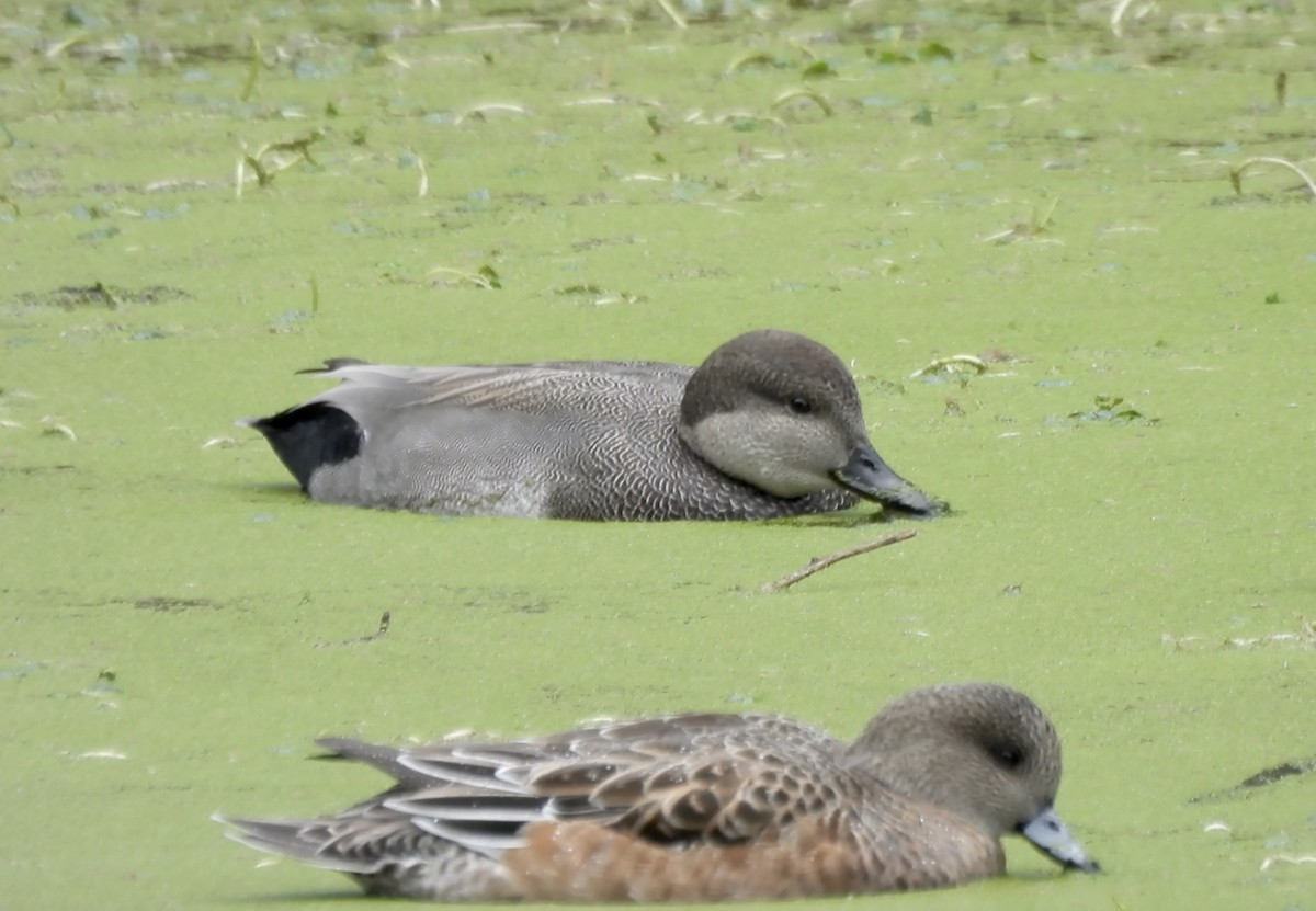 Gadwall - ML645979008
