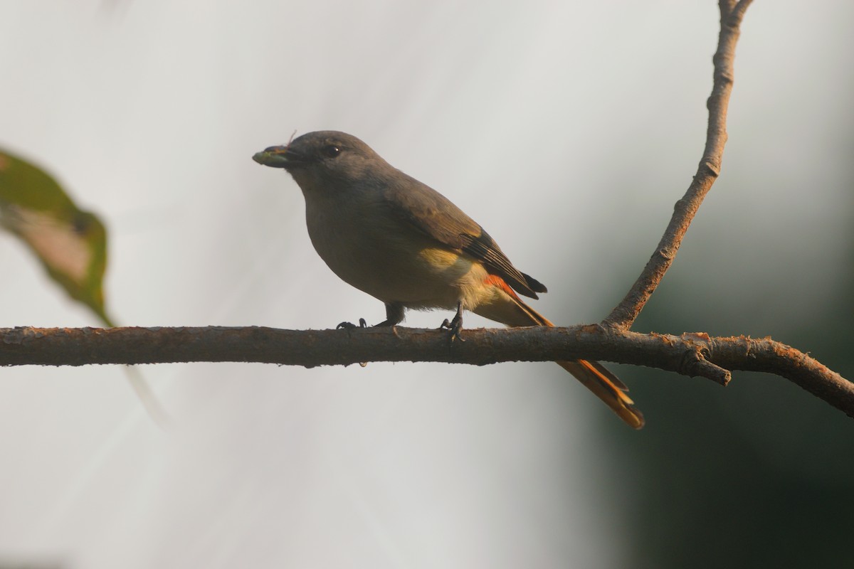 Zwergmennigvogel - ML645979009