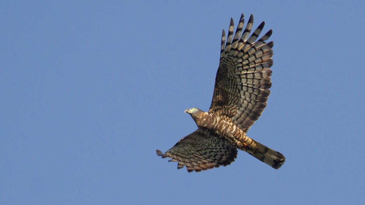 Hook-billed Kite - ML645979011