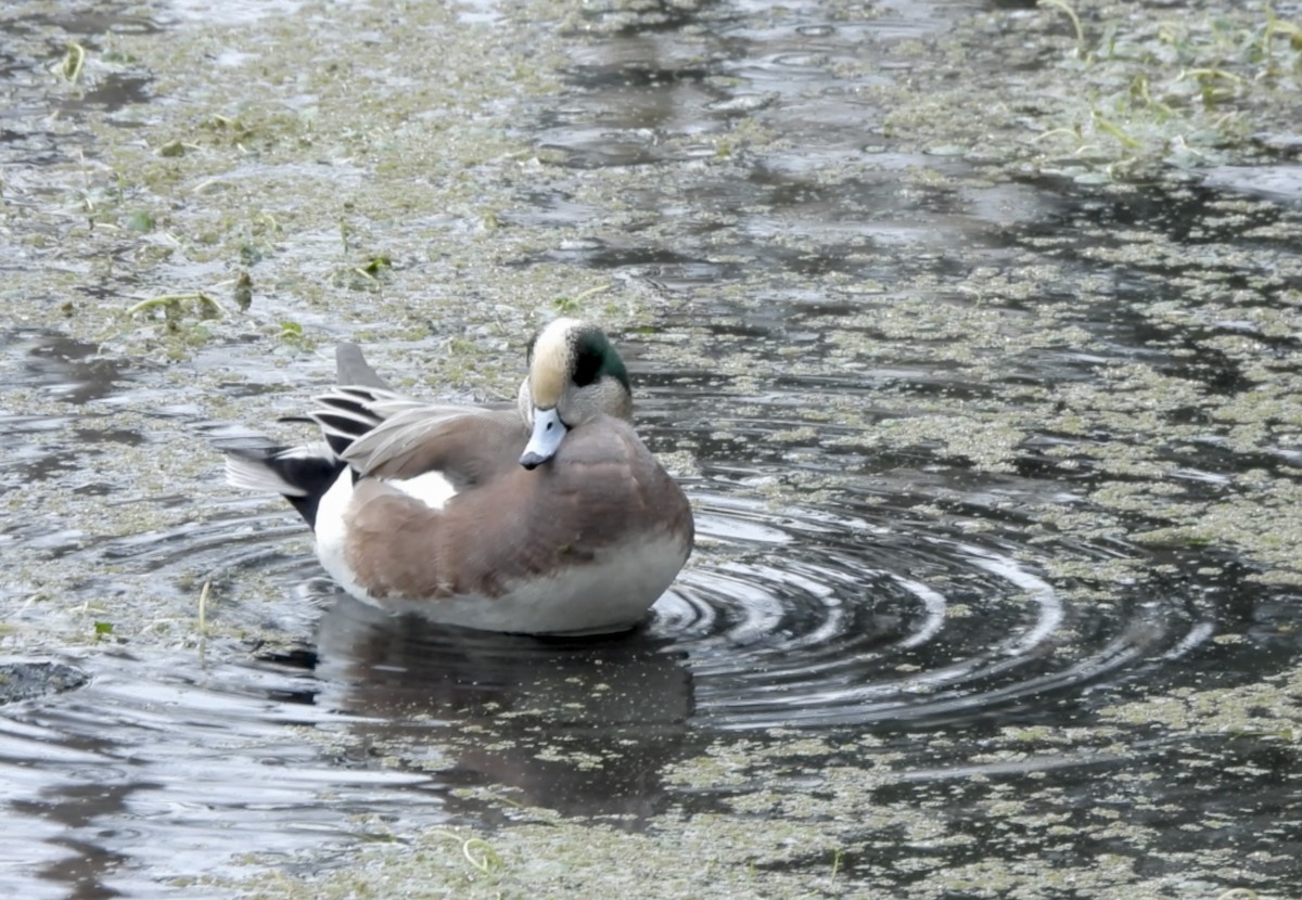 American Wigeon - ML645979015