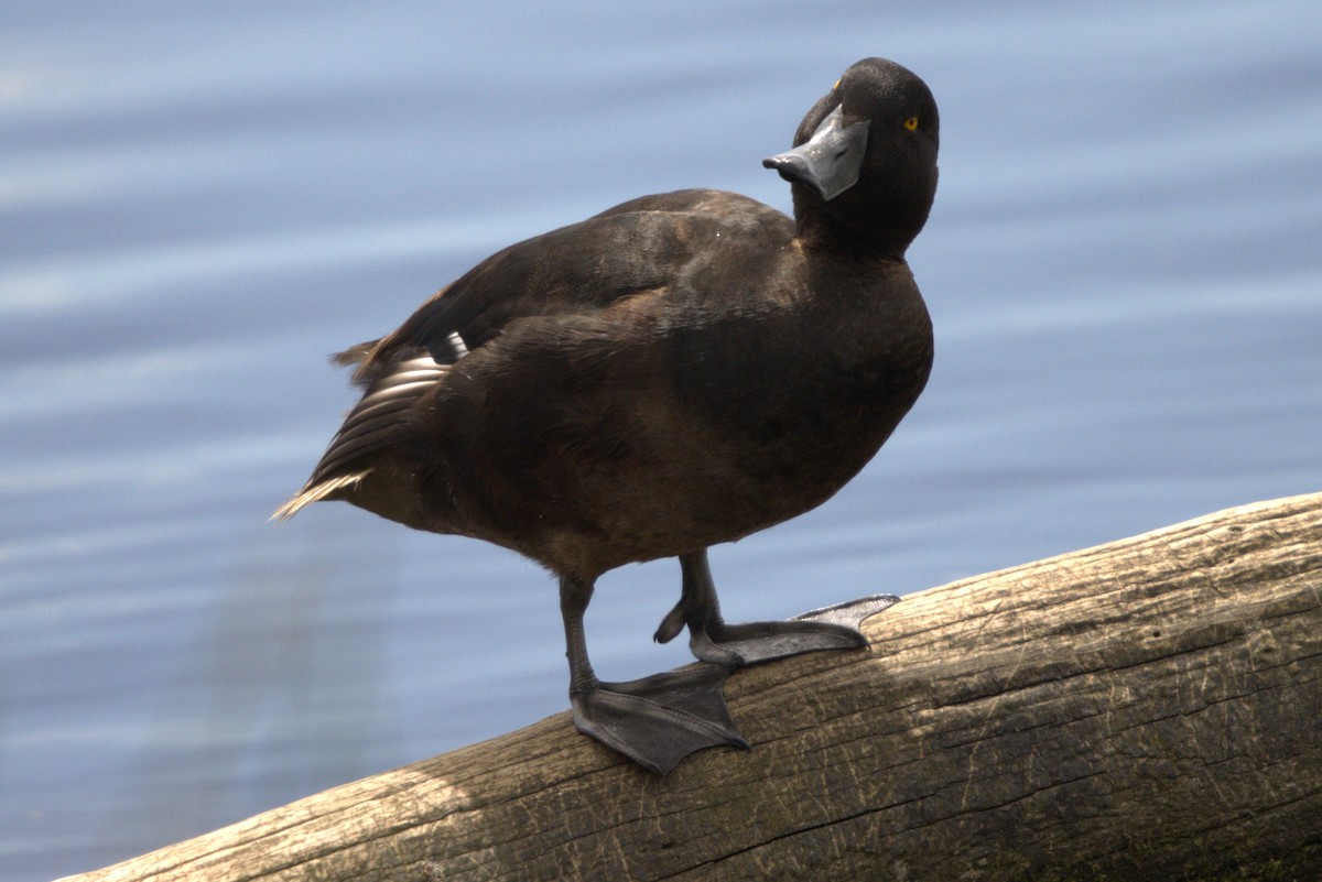 polák novozélandský - ML645979016