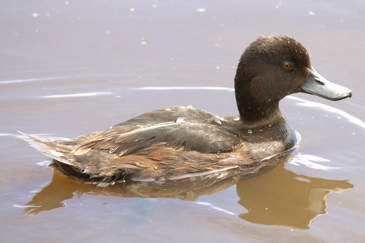 polák novozélandský - ML645979017