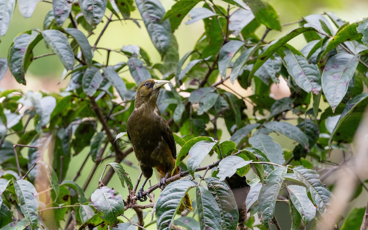 Dusky-green Oropendola - ML645979018