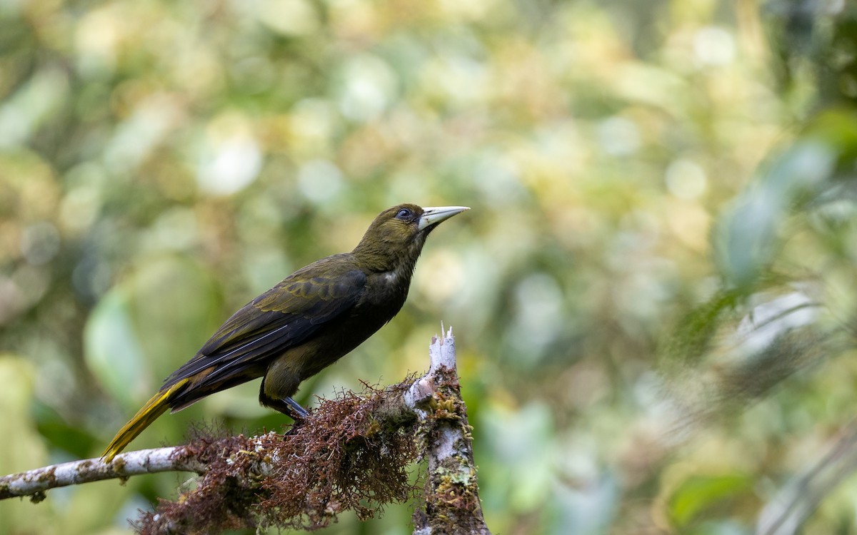 Dusky-green Oropendola - ML645979019