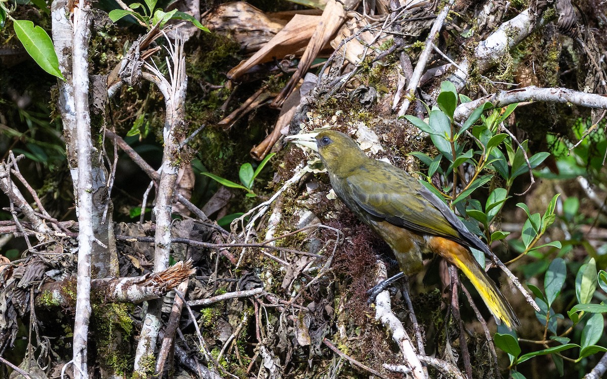 Dusky-green Oropendola - ML645979020