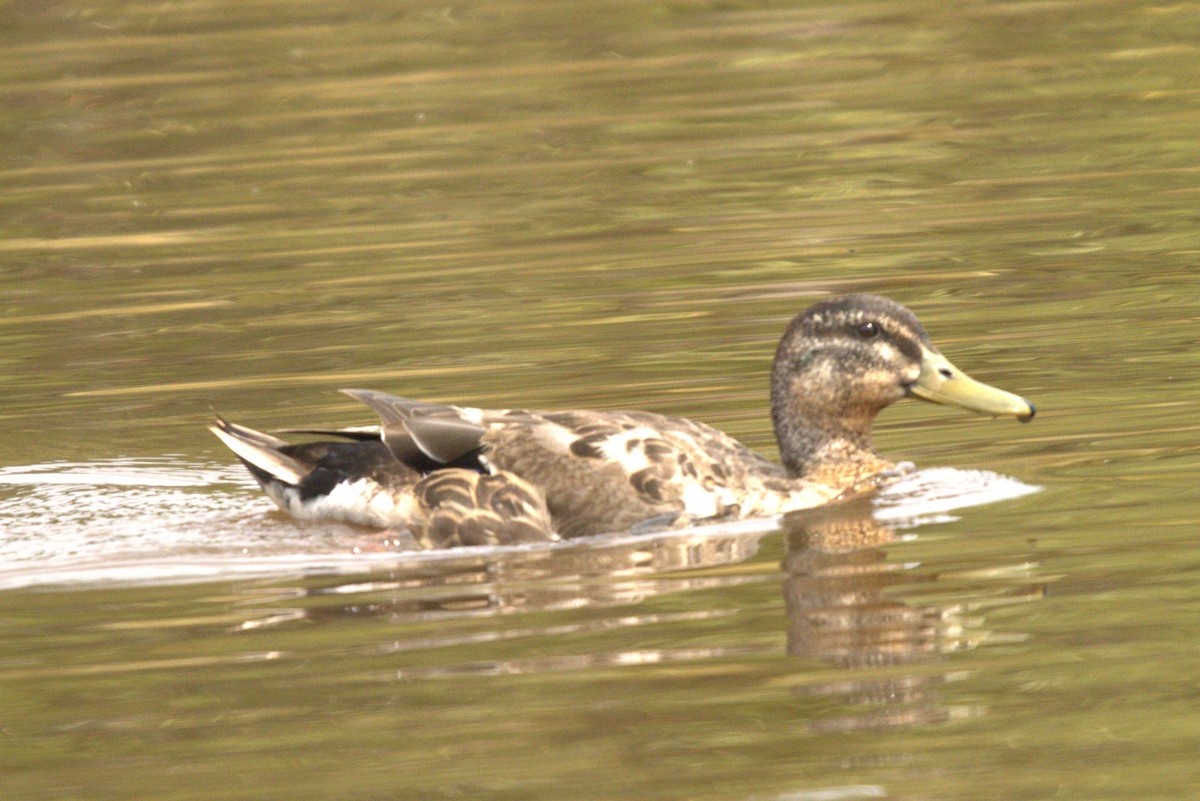 Pacific Black Duck x Mallard (hybrid) - ML645979025